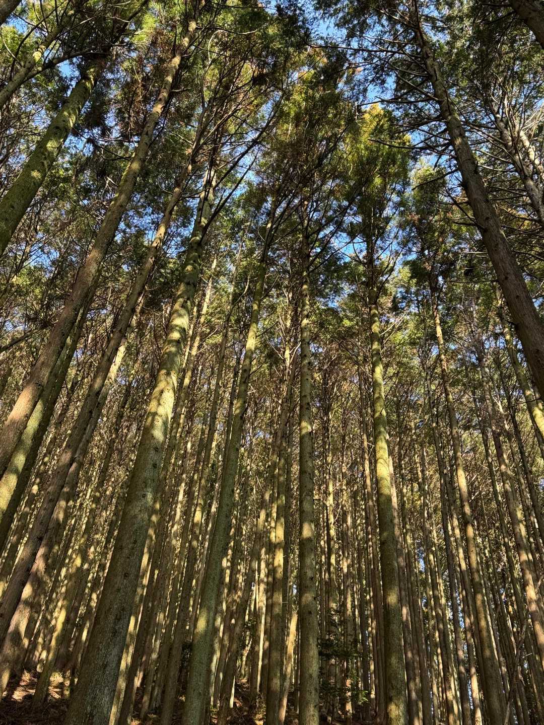 白鳥山 往復コースの写真