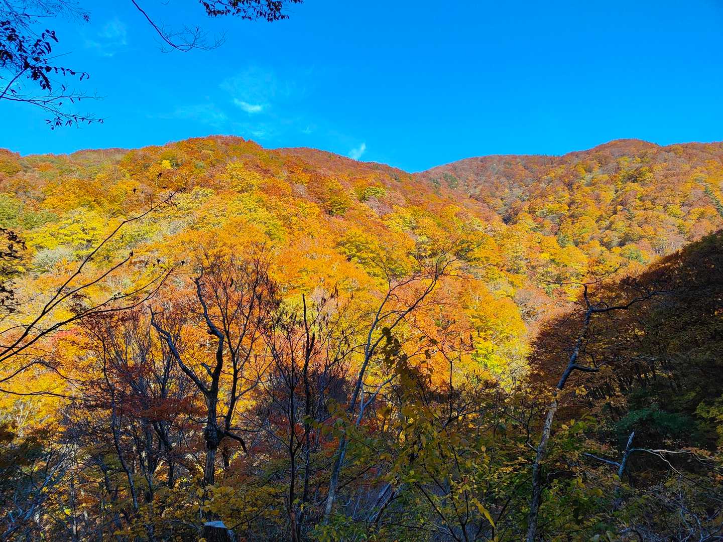 夜叉ヶ池登山口-岩谷のトチノキ-夜叉ヶ池-三周ヶ岳 往復コースの写真