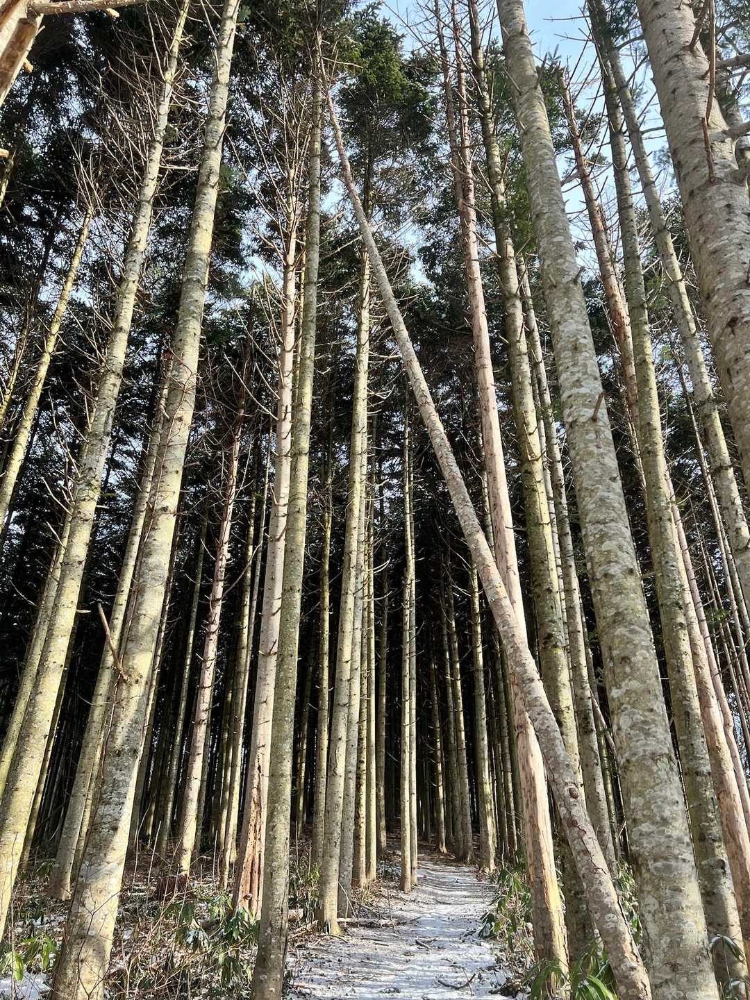 ここも殆ど雪が無かった