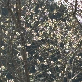 近くまで寄れなかったけどキレイでした。
看板では『彼岸桜』、『子福桜』とありました🌸