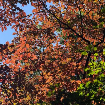 紅葉が始まってました🍁