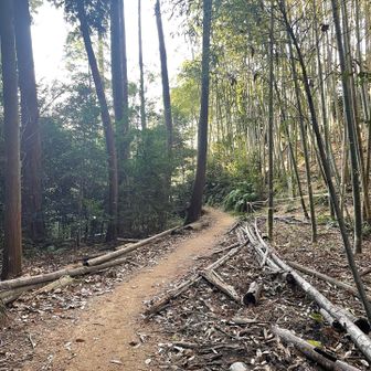 ひたすらに快適に歩けるコースです