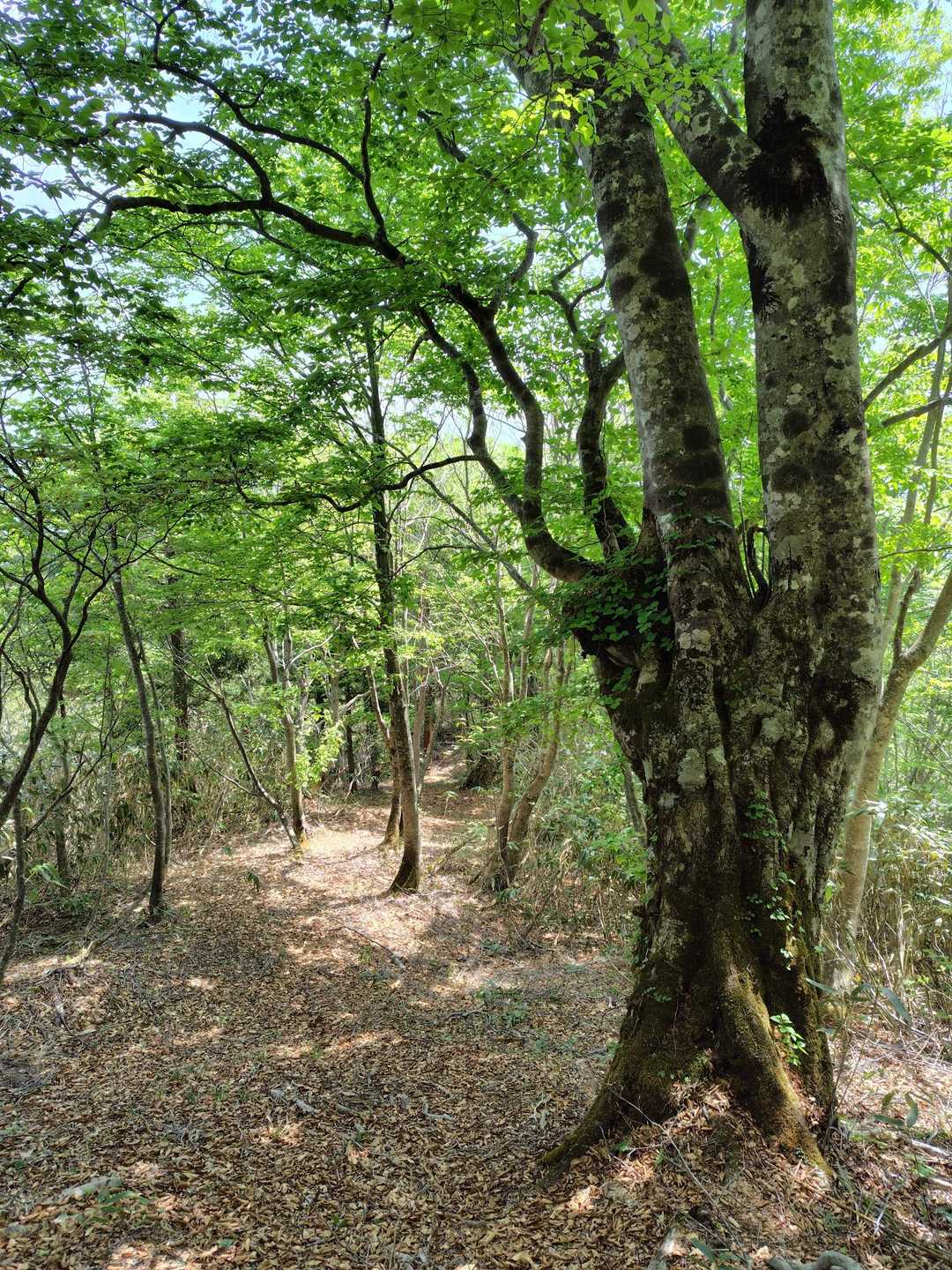 ポイント-流葉山 周回コースの写真