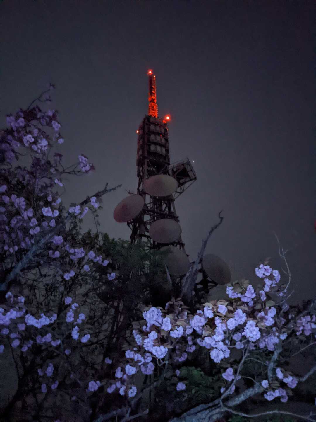 大麻山の写真