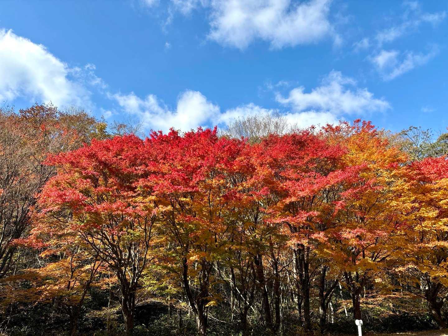 牛曳山登山口-伊良谷山-毛無山-出雲峠 周回コースの写真