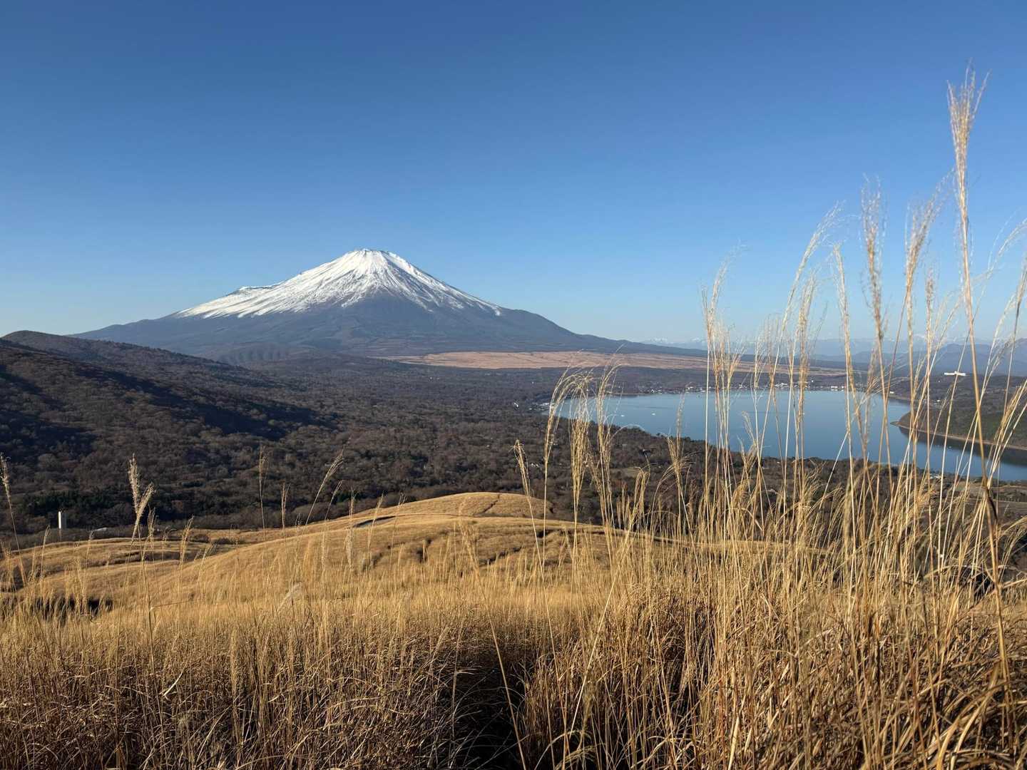 芒の草原から観る山中湖と富士山🗻