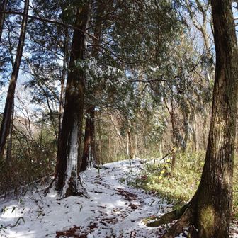 金剛山・二上山・大和葛城山 今日のカタクリ尾根は足跡
たくさん🐾