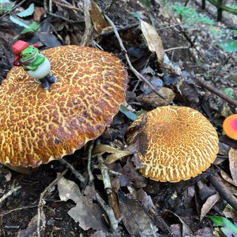 🍄‍🟫
