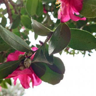 駐車場には山茶花がたくさん