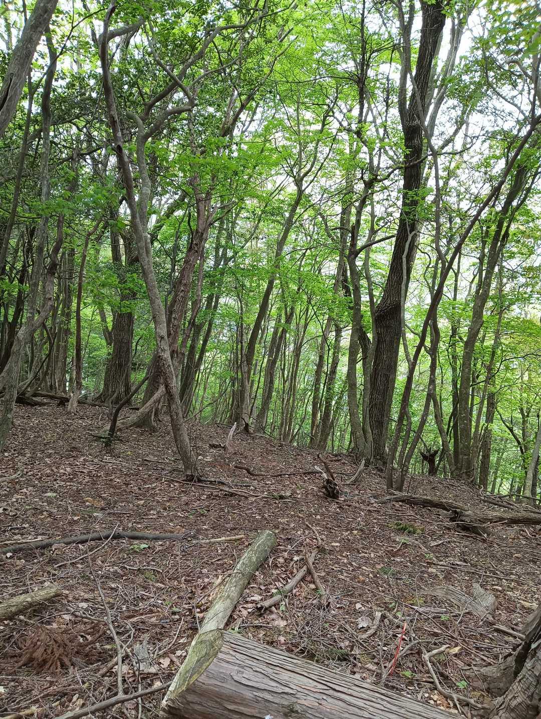 急登続きですが、緑に癒やされます