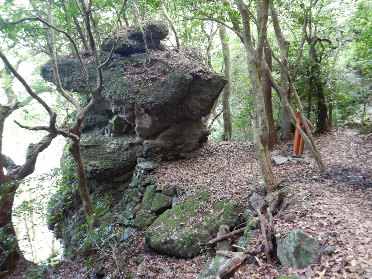 鎮西八郎為朝🏹の岩をすぎるとオオキツネノカミソリのはじまり