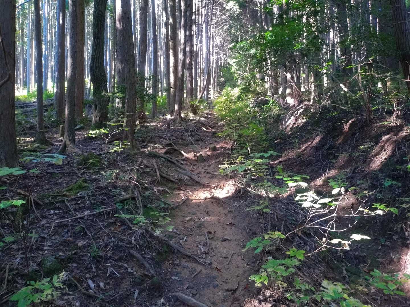 なかなかの急登
でも、ここをクリアすれば
あとはそんなに険しい所はなかった、
はず