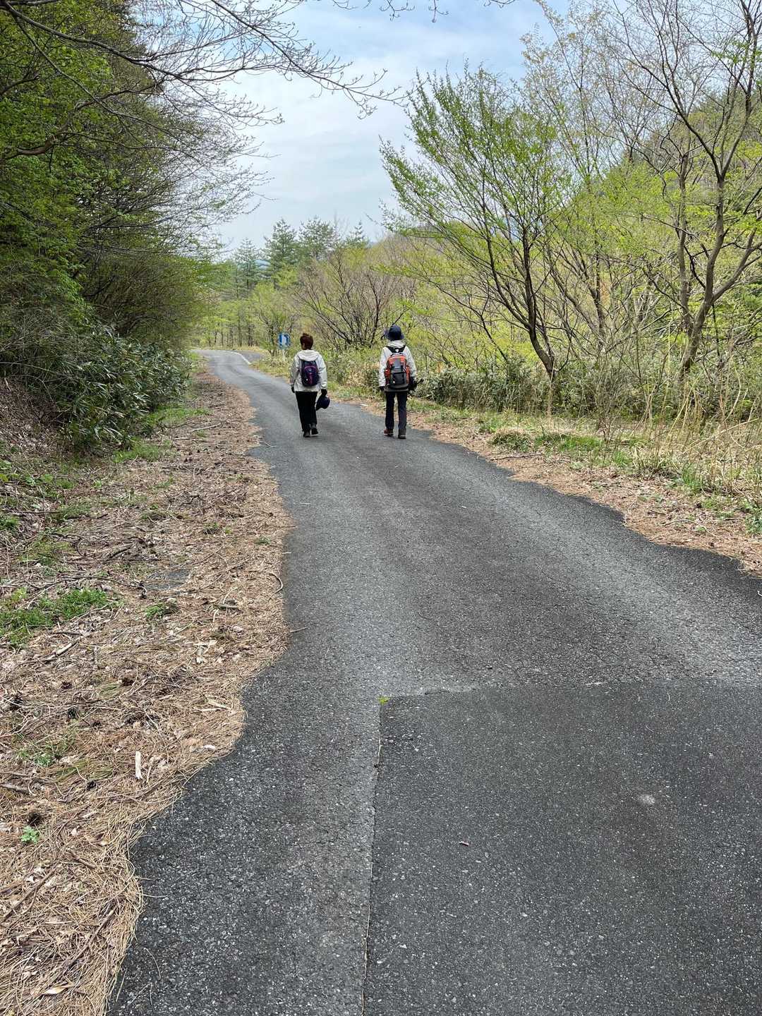 下山道はほぼ車道😆