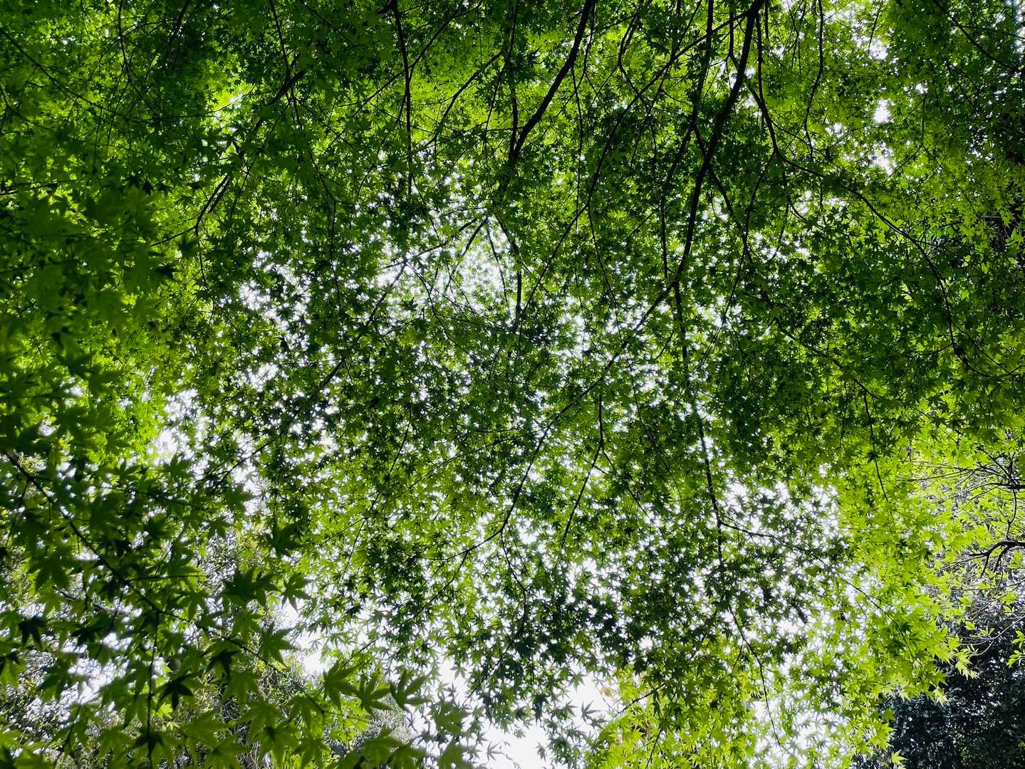 もみじの新緑🌿✨