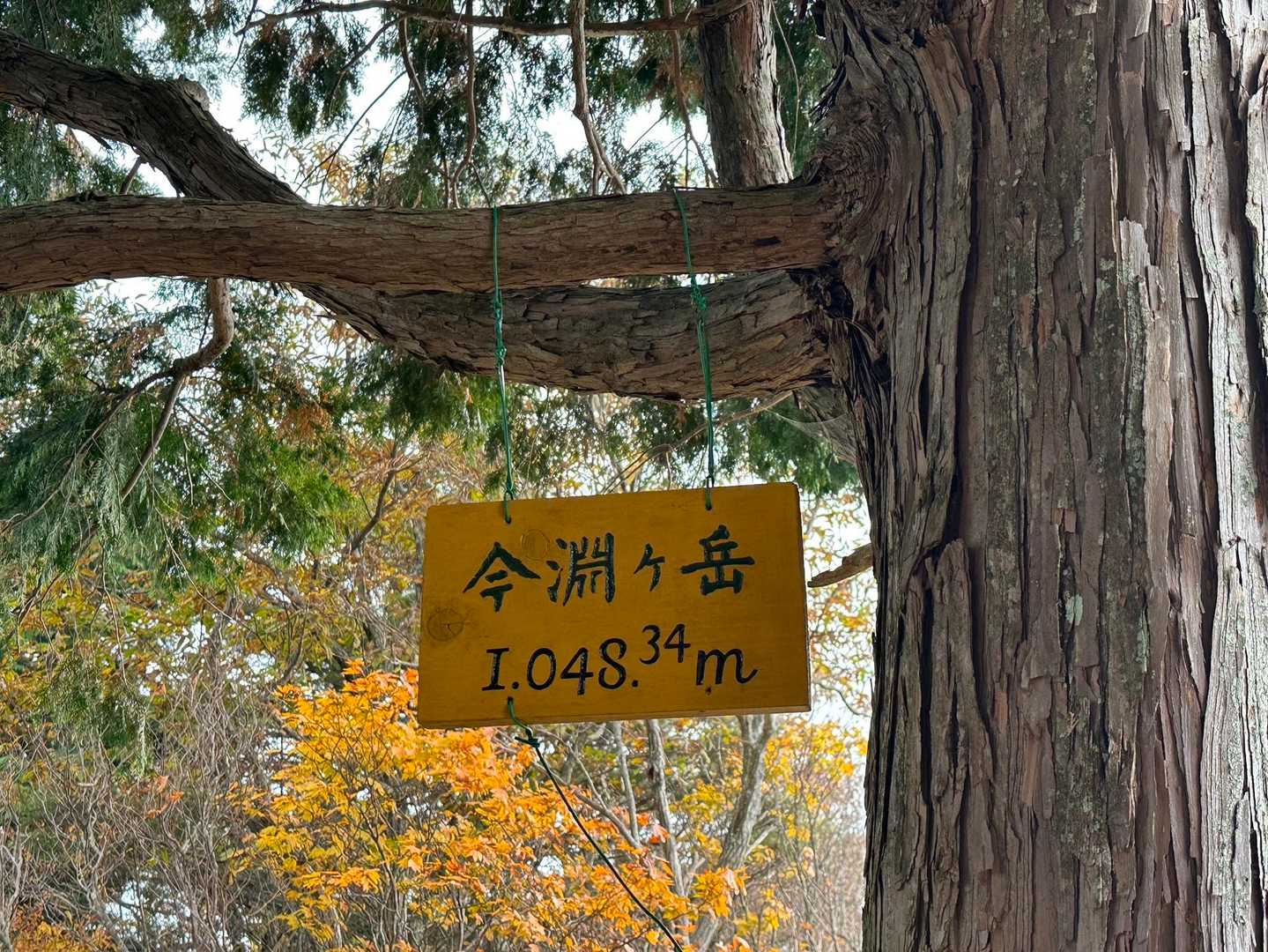 今淵ヶ岳 往復コースの写真