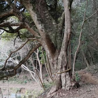 タブノキ🌳⛩️ご神木になってほしい🙏