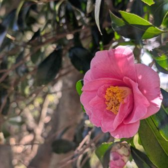 ツバキが沢山咲いていた。