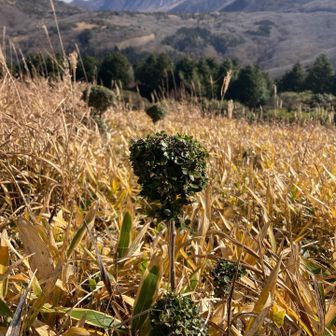 ミヤマキリシマの子供。かわゆす。