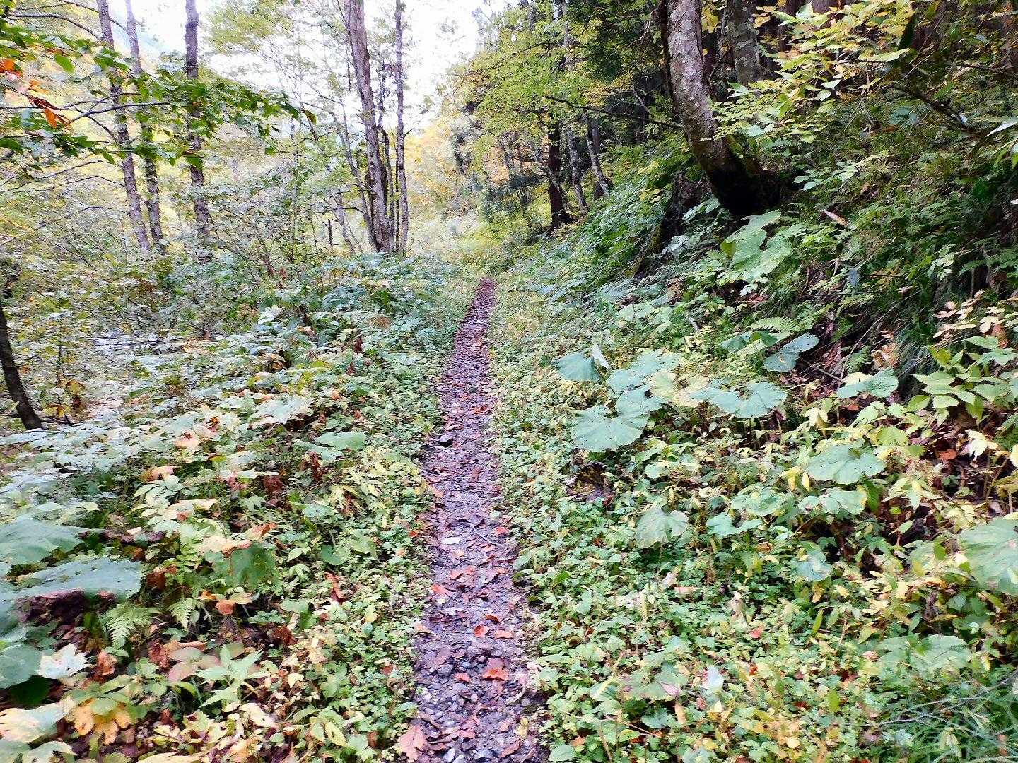 登山道は、所どころぬかるみもありますが、歩きやすい道。