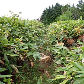 おぉっと、意外と立派な笹薮登場。
まぁ、馬糞ヶ岳に比べたら大したことない。
ダニがつかないことを祈る。

全体的には、刈られていて2メーター巾くらいの通路があります。