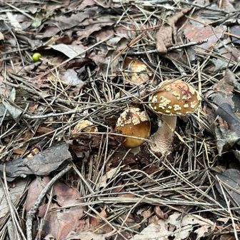 また🍄‍🟫