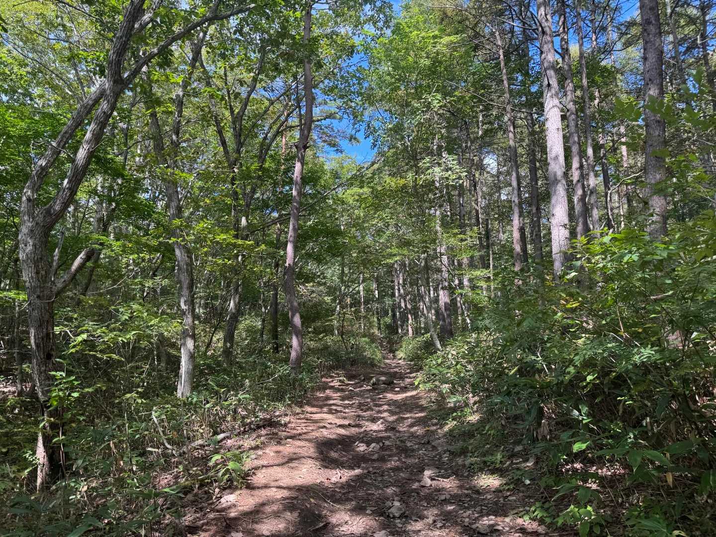 黒鼻山登山口-泉ヶ岳 縦走コースの写真