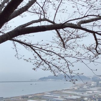 愛宕山はまだまだ
一つ二つ位開いてる状態
桜越しの桂浜が楽しみ😄