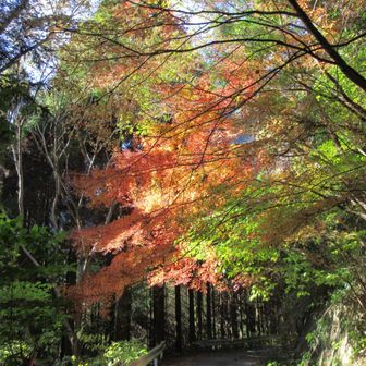 出迎えてくれたのは癒しの紅葉🍁