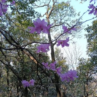 ミツバツツジ②