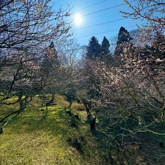 梅がまだ、咲いてた😊