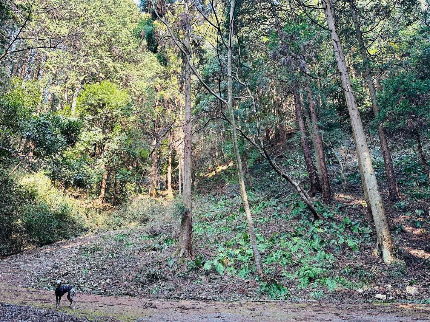 ちゃんと待つ　🐕