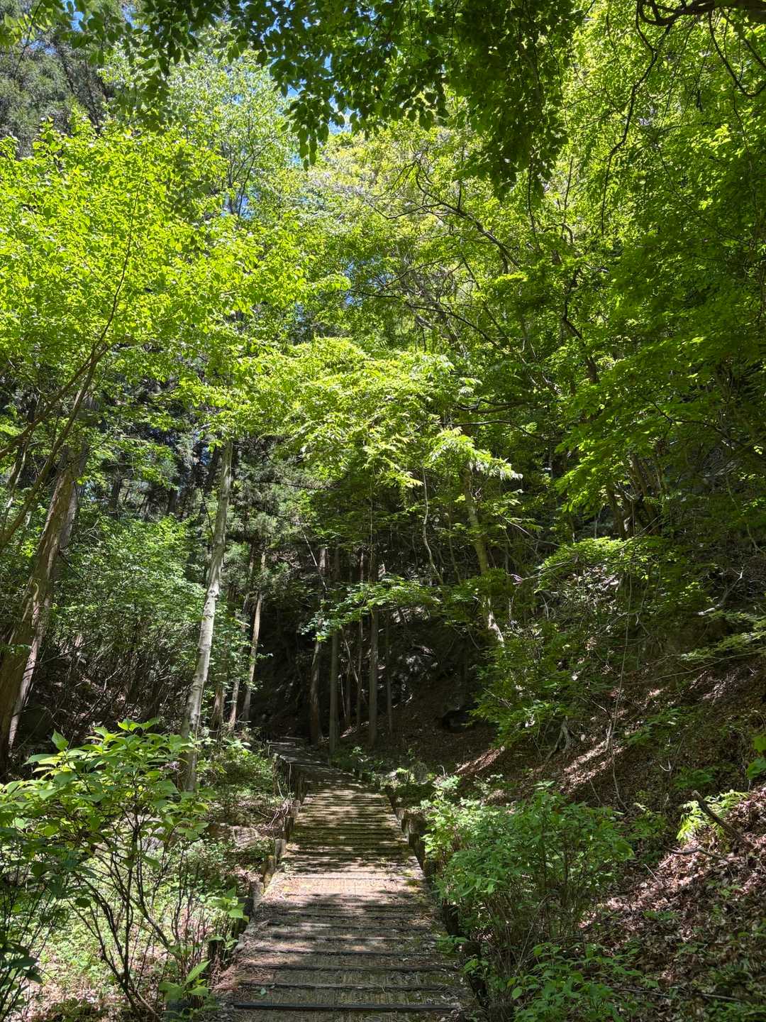 7号橋登山口-子持山 往復コースの写真