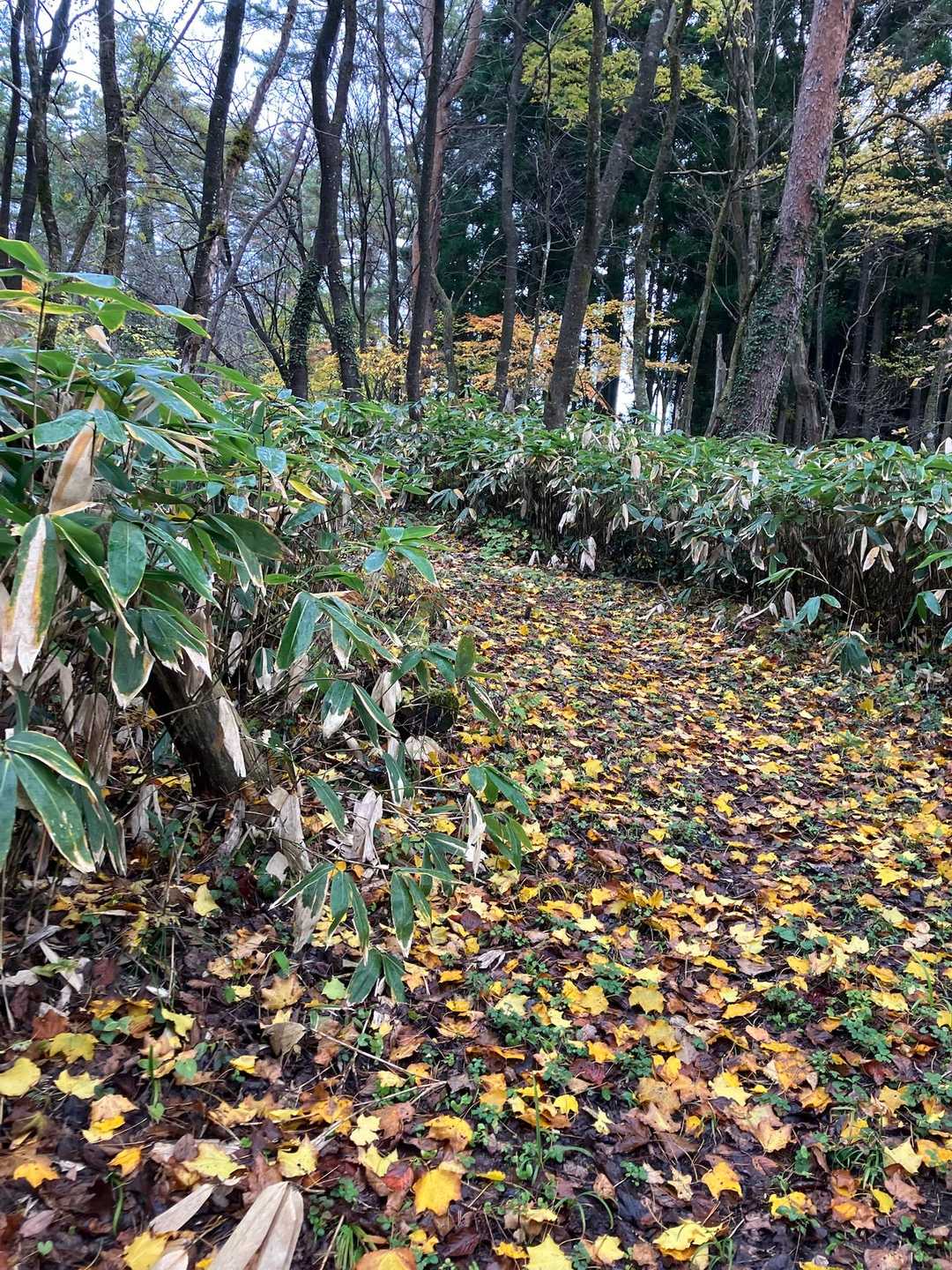 登山口からは広い登山道でした。