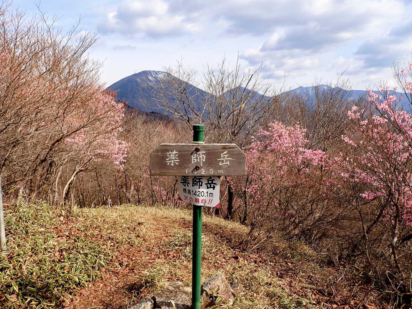 薬師岳とうちゃく
山頂はアカヤシオ満開🌸
