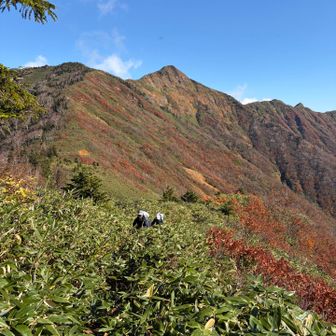 荒沢岳を越えても悪路は続きます😅
背丈ほどの藪漕ぎを激下のなか進みます
しかもルートはドロドロで滑りまくります😅
思いっきりこけて、骨盤を強打しちゃいました💦
久しぶりに痛くて呼吸ができなくなりましたよ😂