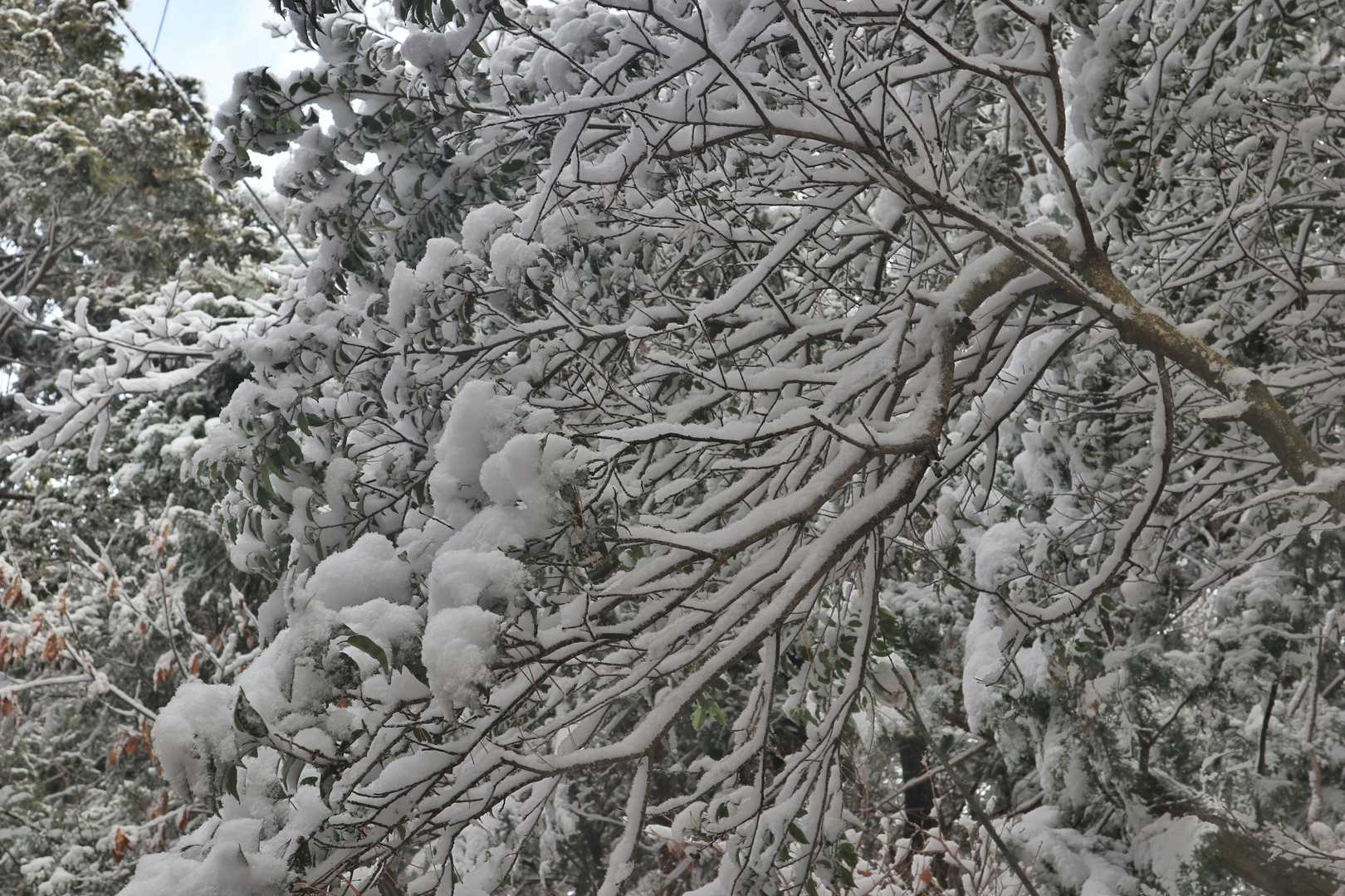 全ての枝に分け隔てなく綺麗に積もる雪。