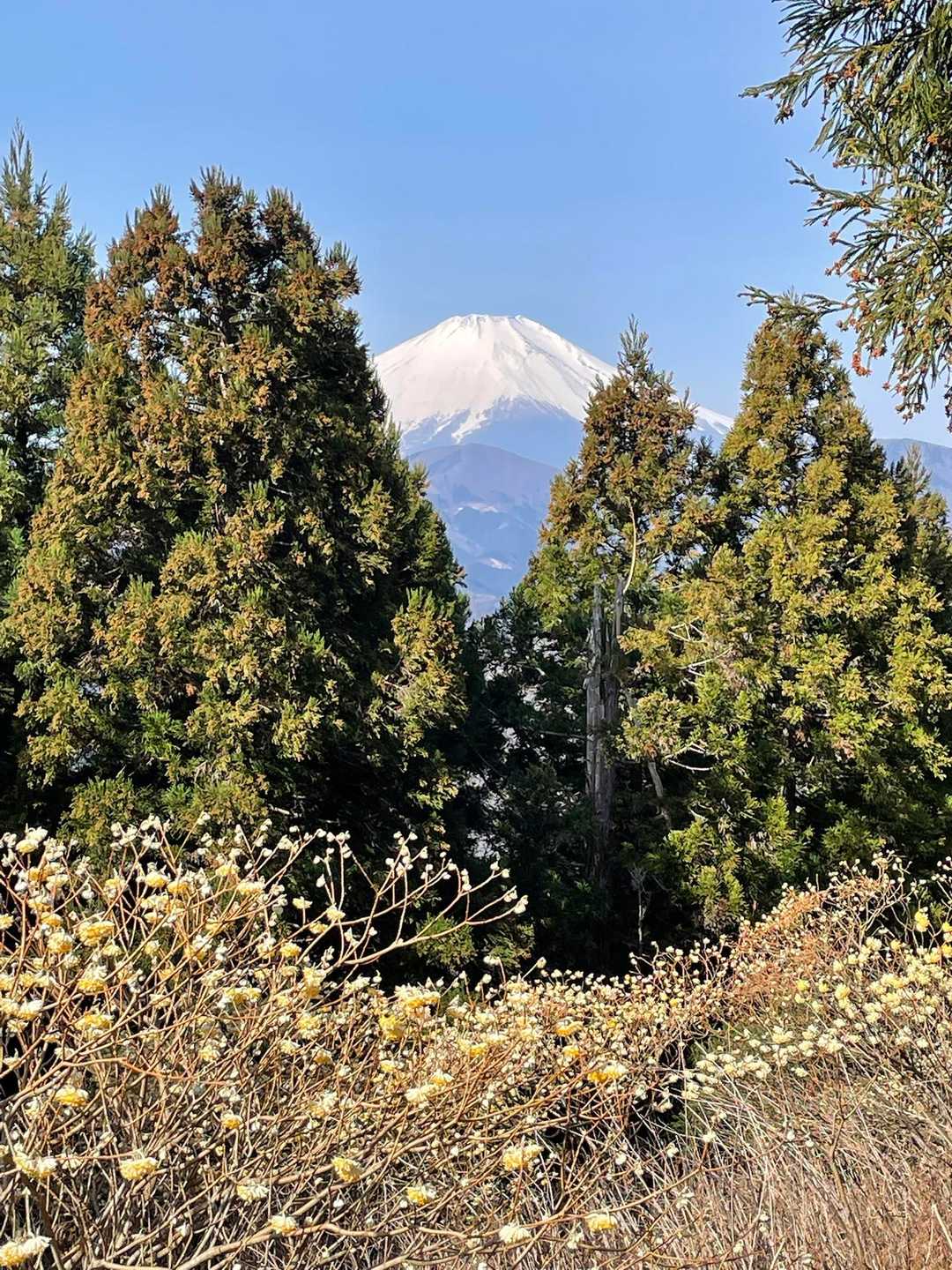 富士山とミツマタ。
映えスポットです