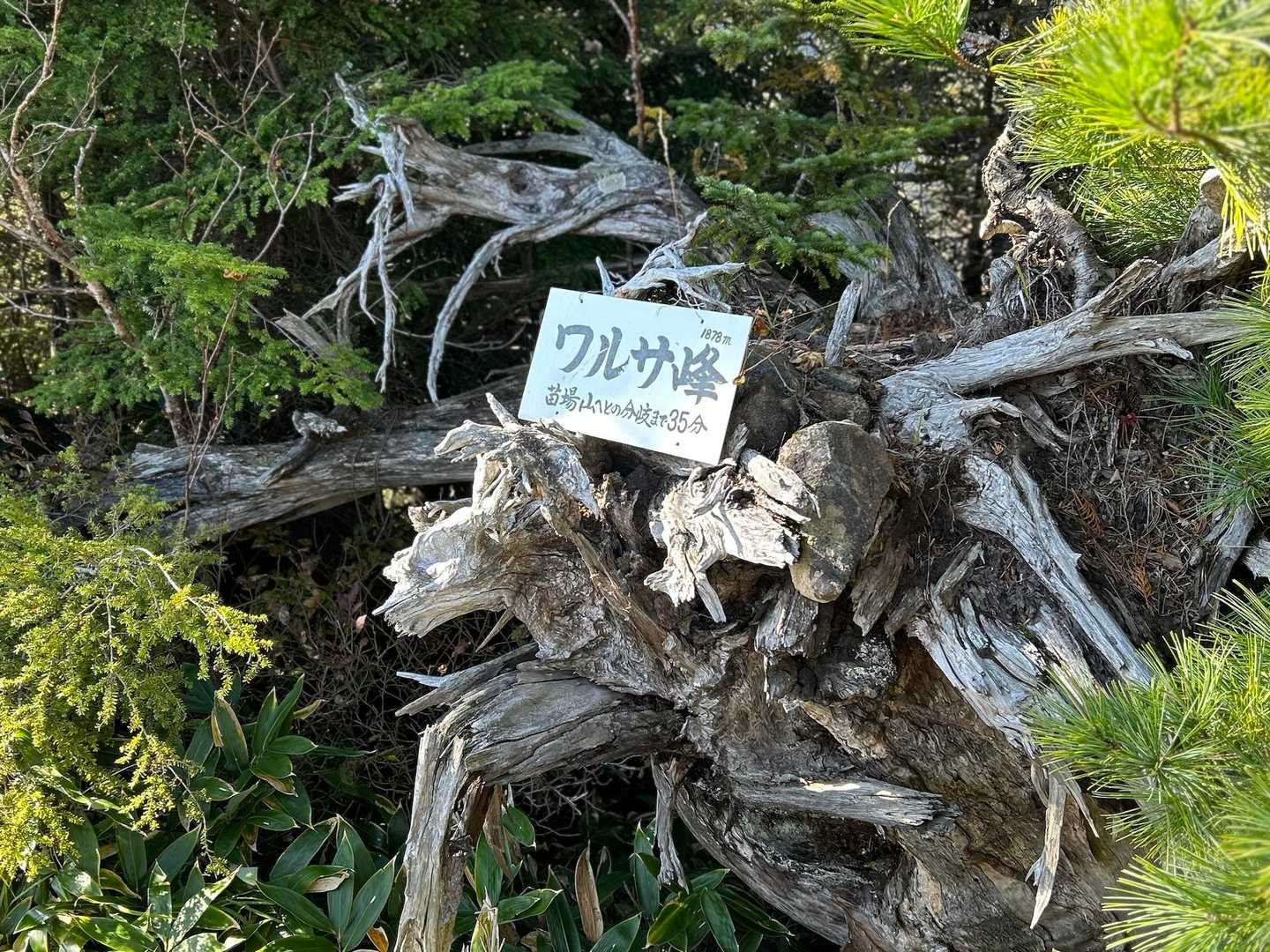 佐武流山（ドロノ木平）の写真