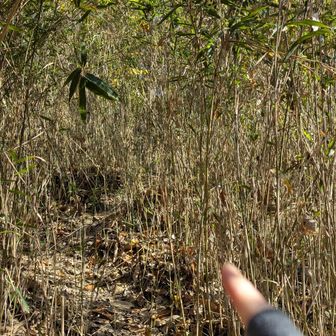 出た
藪漕ぎ…

ここが
八祖山　山頂とする！
登頂しましたぁ✨️