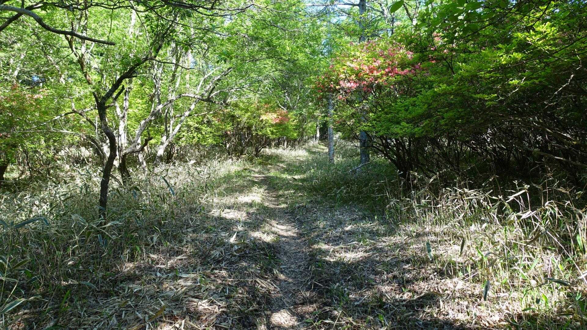 登山道は綺麗に刈払いされていて、非常に歩き易い。
結構、幅広く刈払いされているので、作業は大変だったと思います。
刈払いされた方に感謝です。