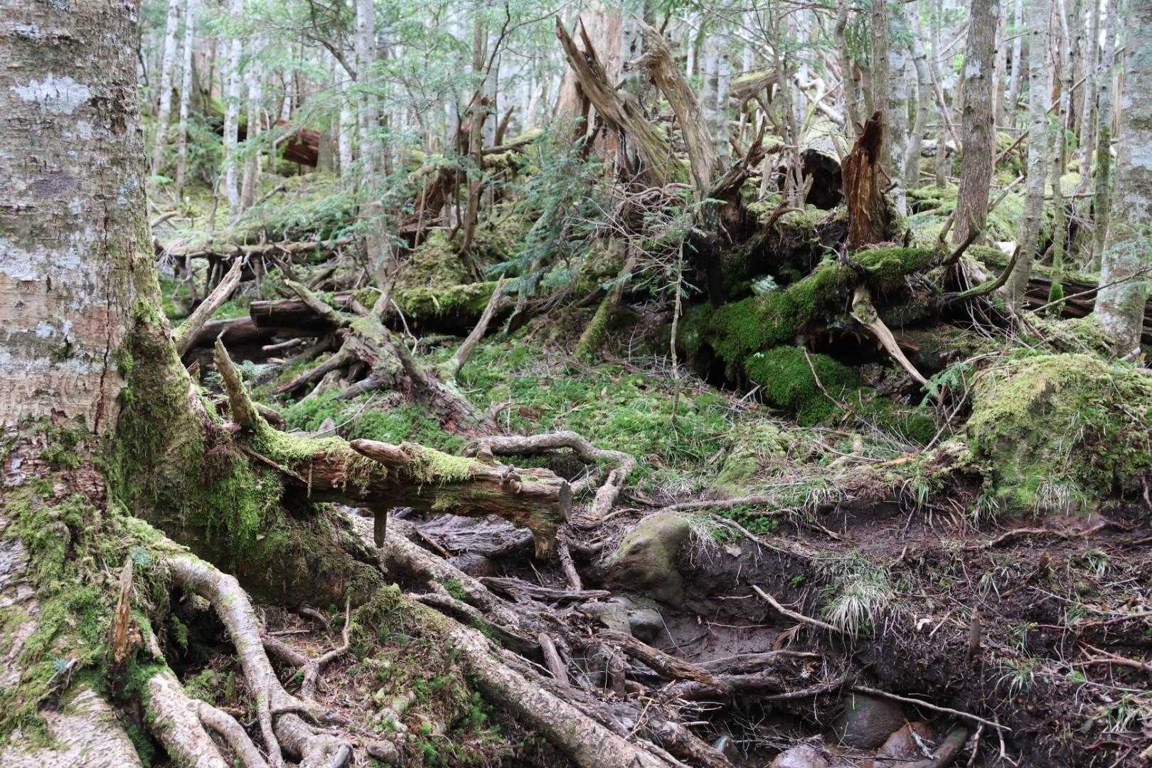 苔むす森の雰囲気はやはり八ヶ岳という感じで美しいですね✨


贅沢な登山道です😊