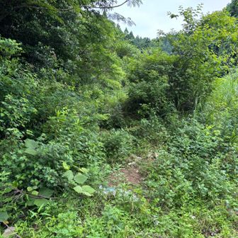 川原山入口、表示なく、硬派な感じ。