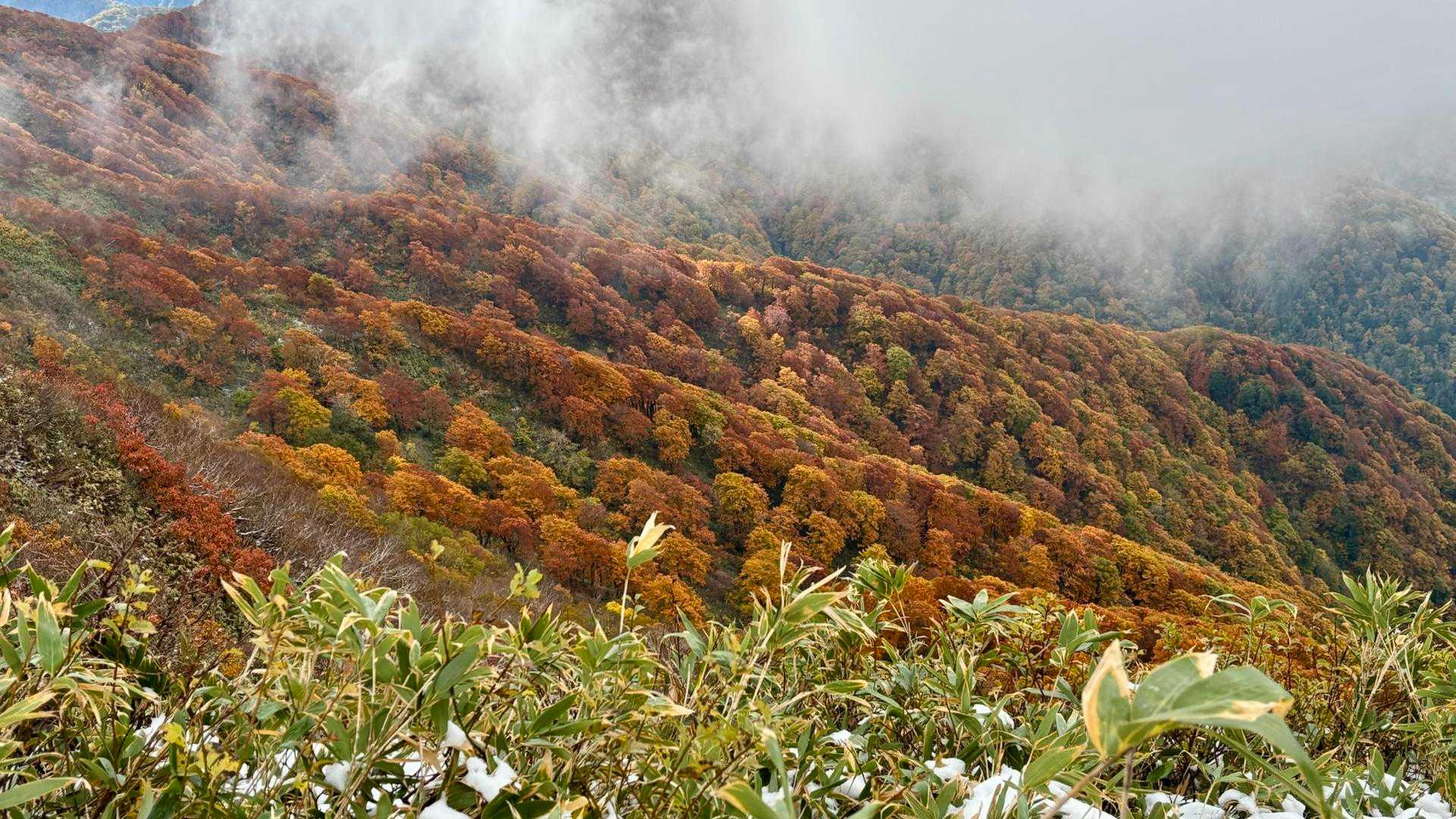 左手に広大な手付かずのブナ林🍁を眺めながら進む