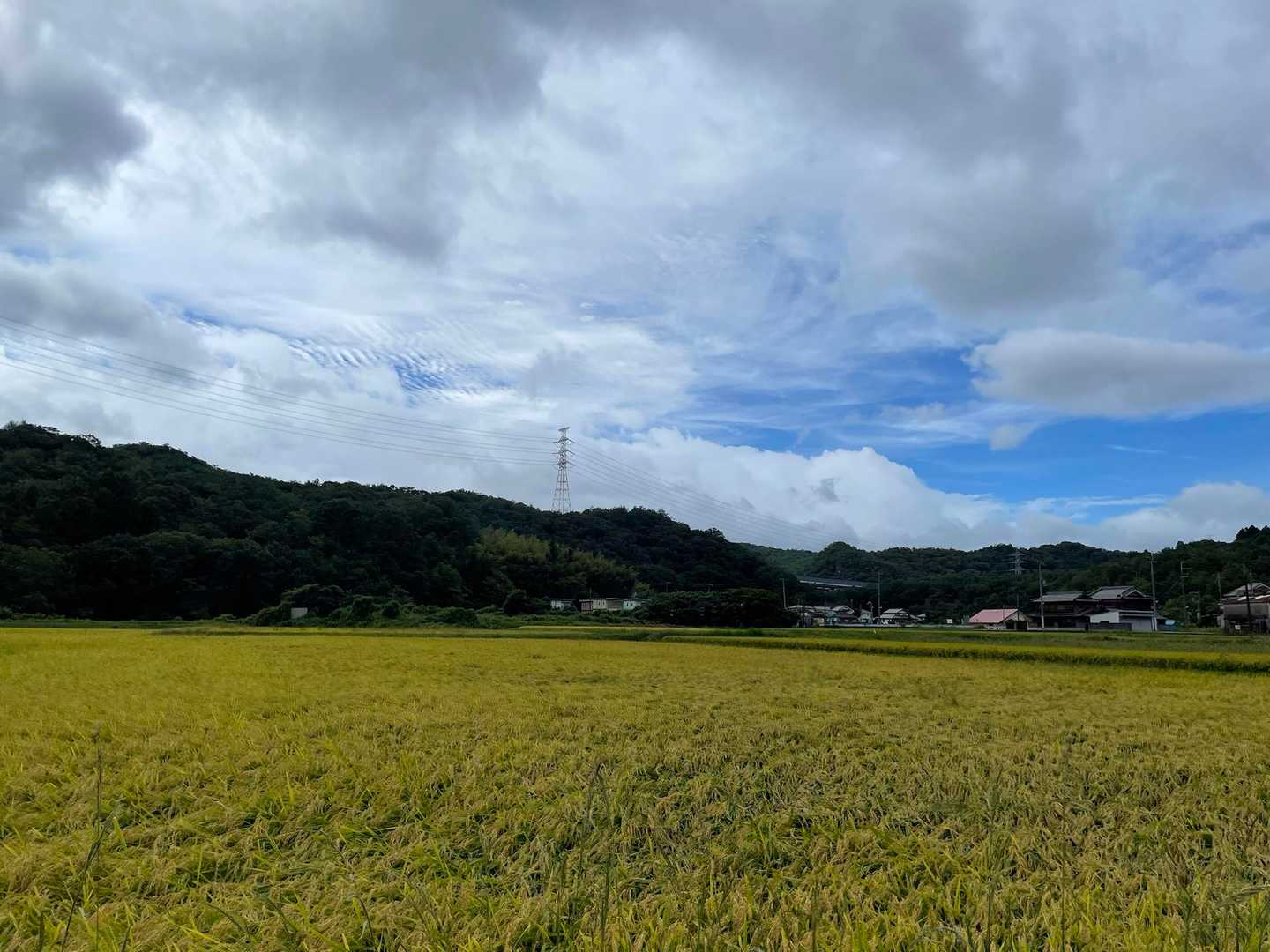 JR道場駅からのどかな田園風景をしばらく歩きます🚶‍♂️