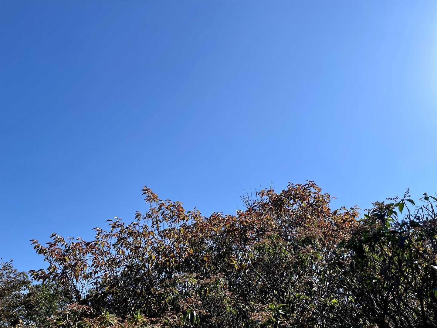 紅葉とブルーの空