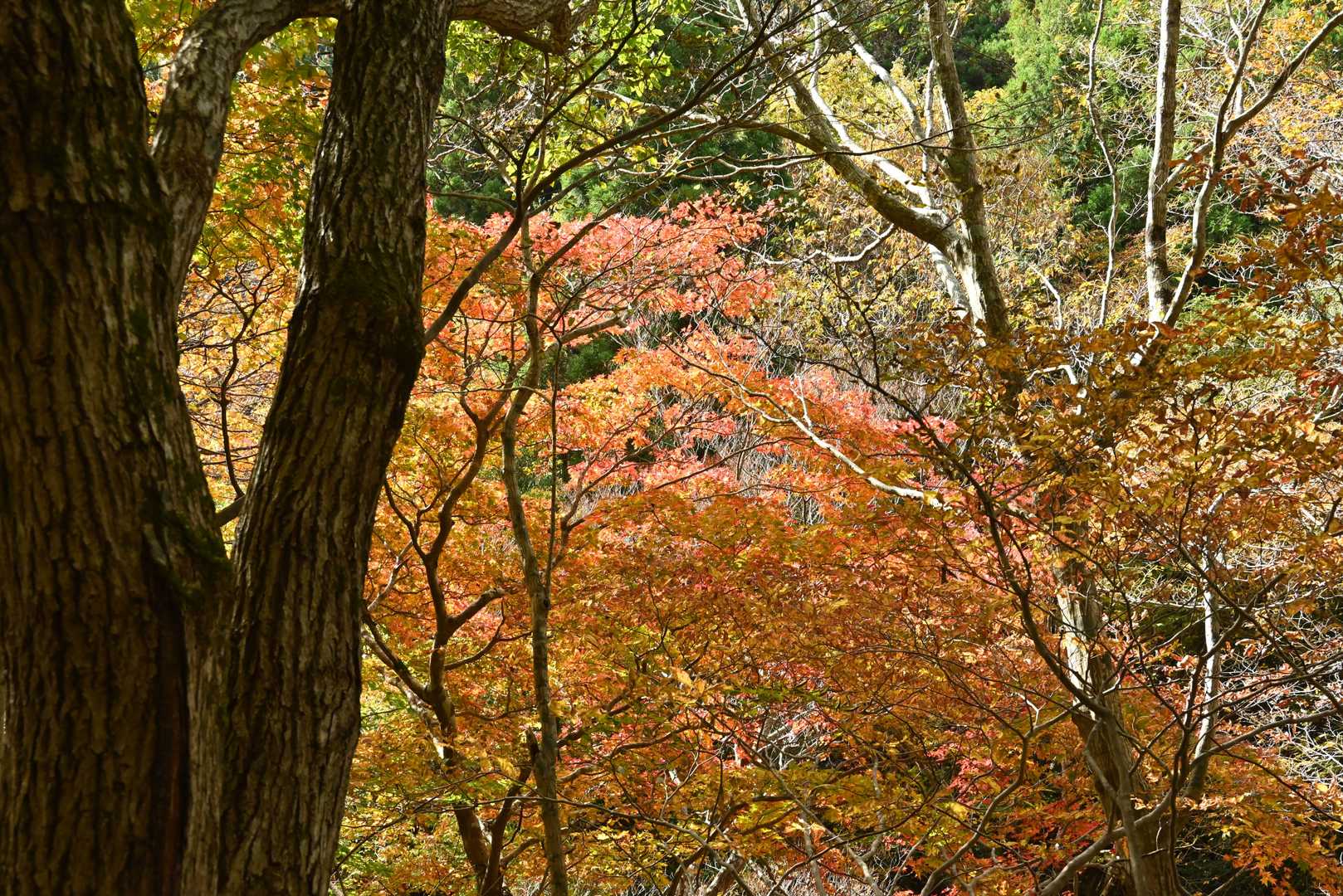 甲津畑登山口-杉峠-杉峠ノ頭-イブネ-クラシ 往復コースの写真