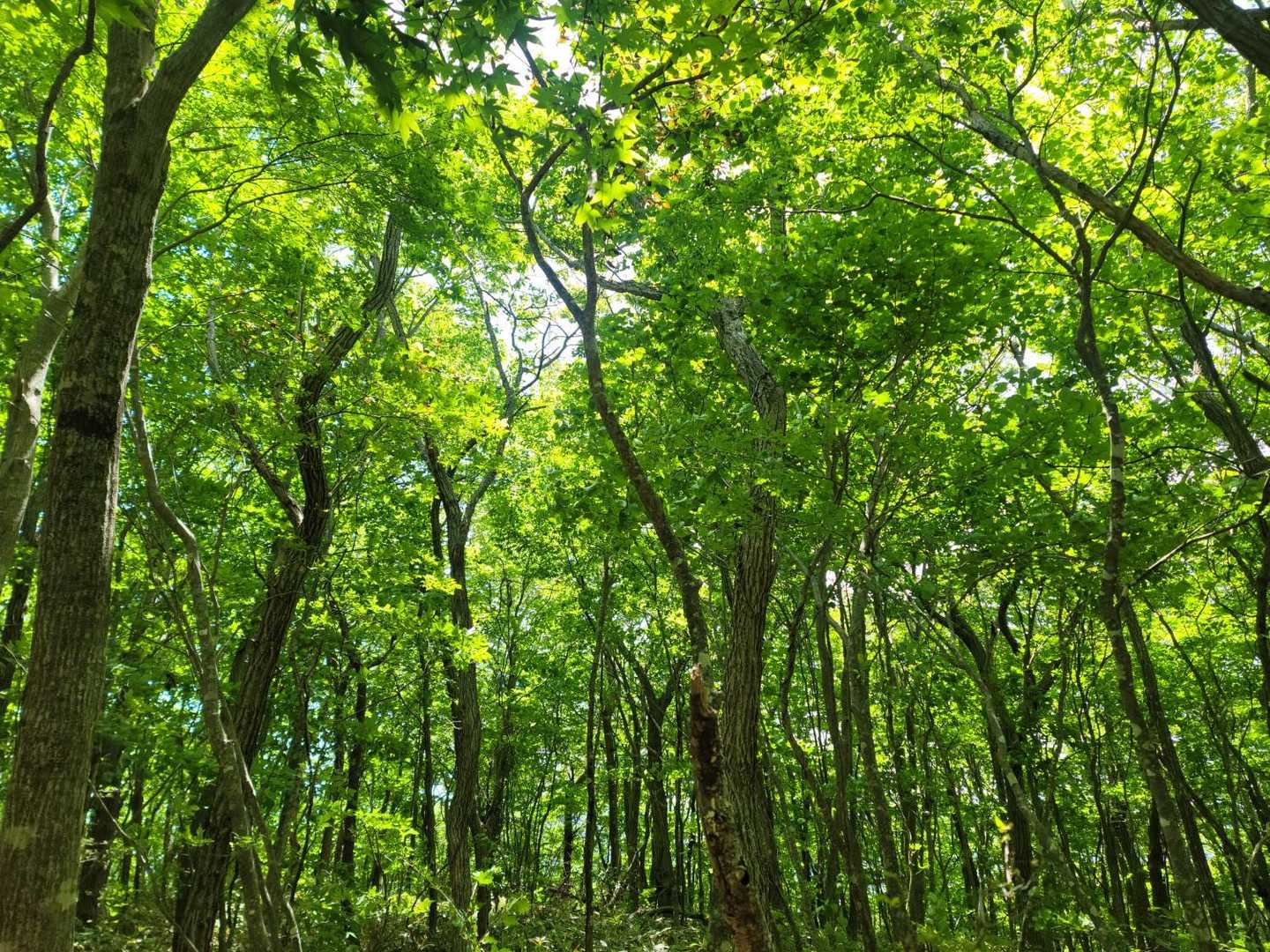 西ノ内登山口-五十人山 往復コースの写真