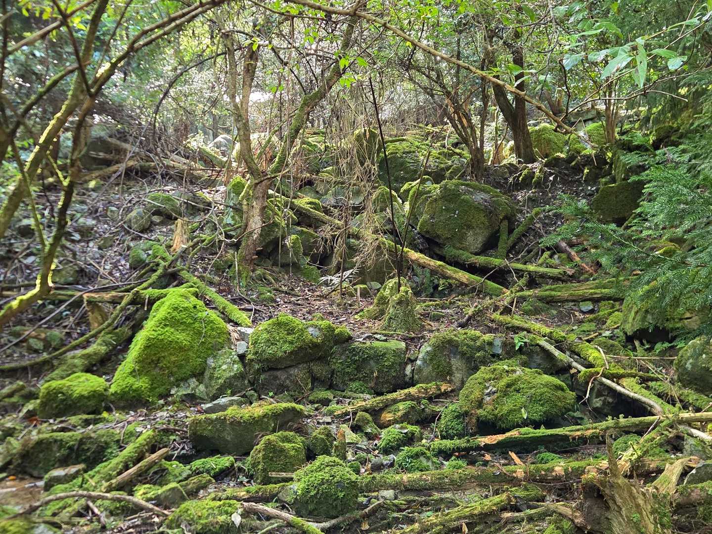 苔がいい感じ
