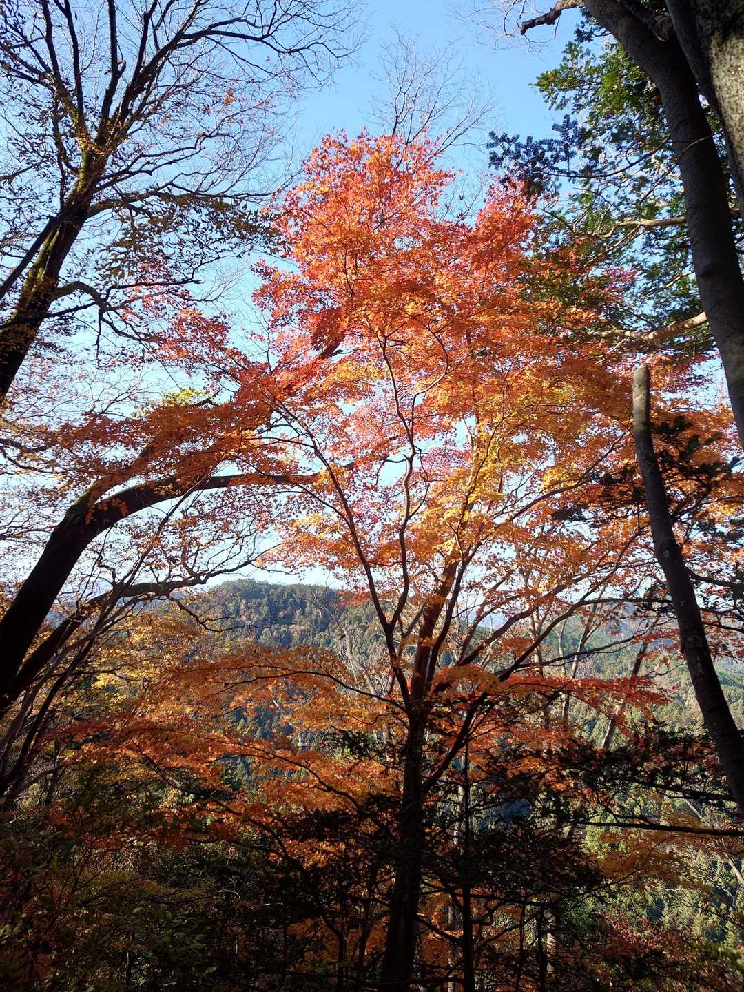 所々紅葉が綺麗でした。