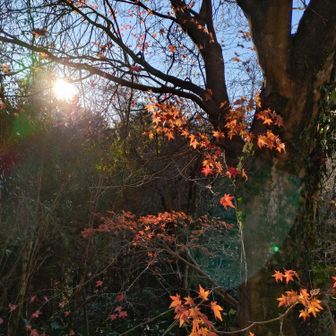 まだ陽は高い☀紅葉はもう見納め🍁